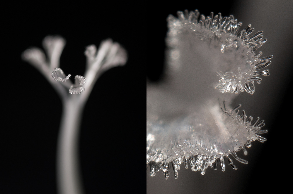 Beyond 1:1 - extreme magnification in macro photography, part III - bellows