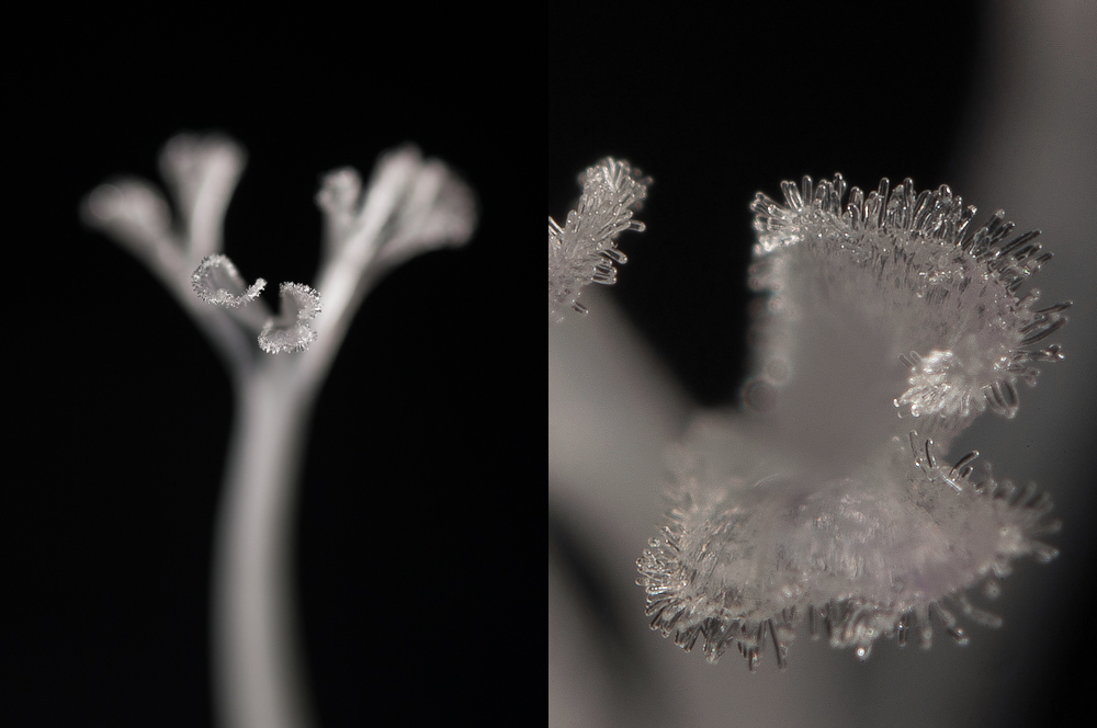 Beyond 1:1 - extreme magnification in macro photography, part IV - combining two lenses